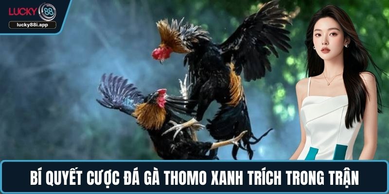 Bí quyết cược đá gà Thomo xanh trích trong trận