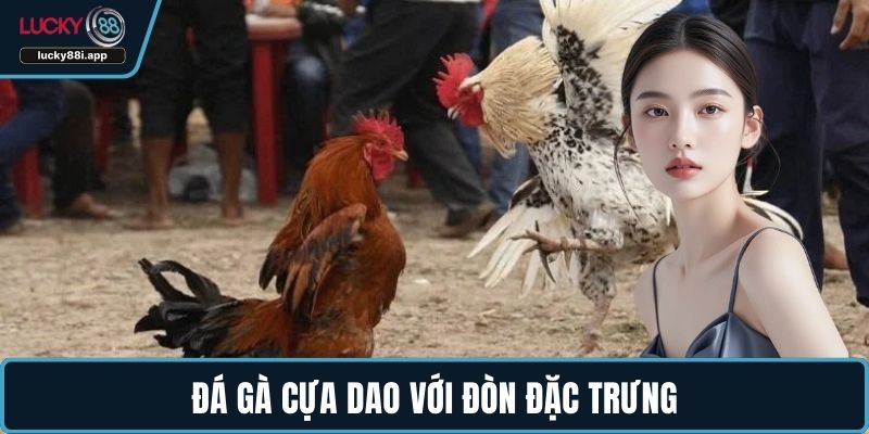 Đá gà cựa dao với đòn đặc trưng