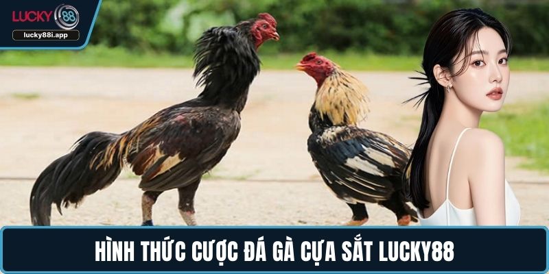 Hình thức cược đá gà cựa sắt LUCKY88