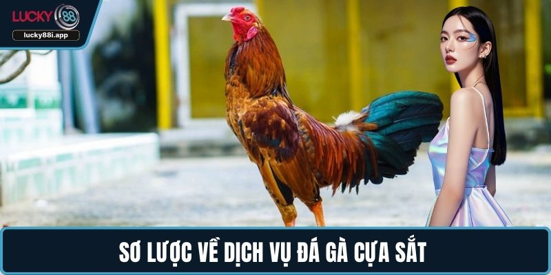 Sơ lược về dịch vụ đá gà cựa sắt
